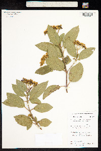 Image of Viburnum tinus