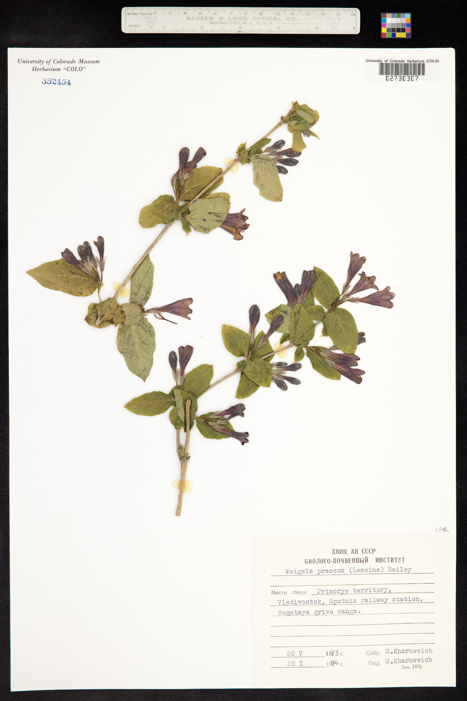 Weigela praecox image