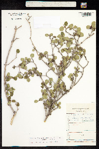 Viburnum mongolicum image