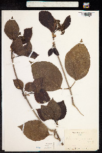 Image of Viburnum japonicum
