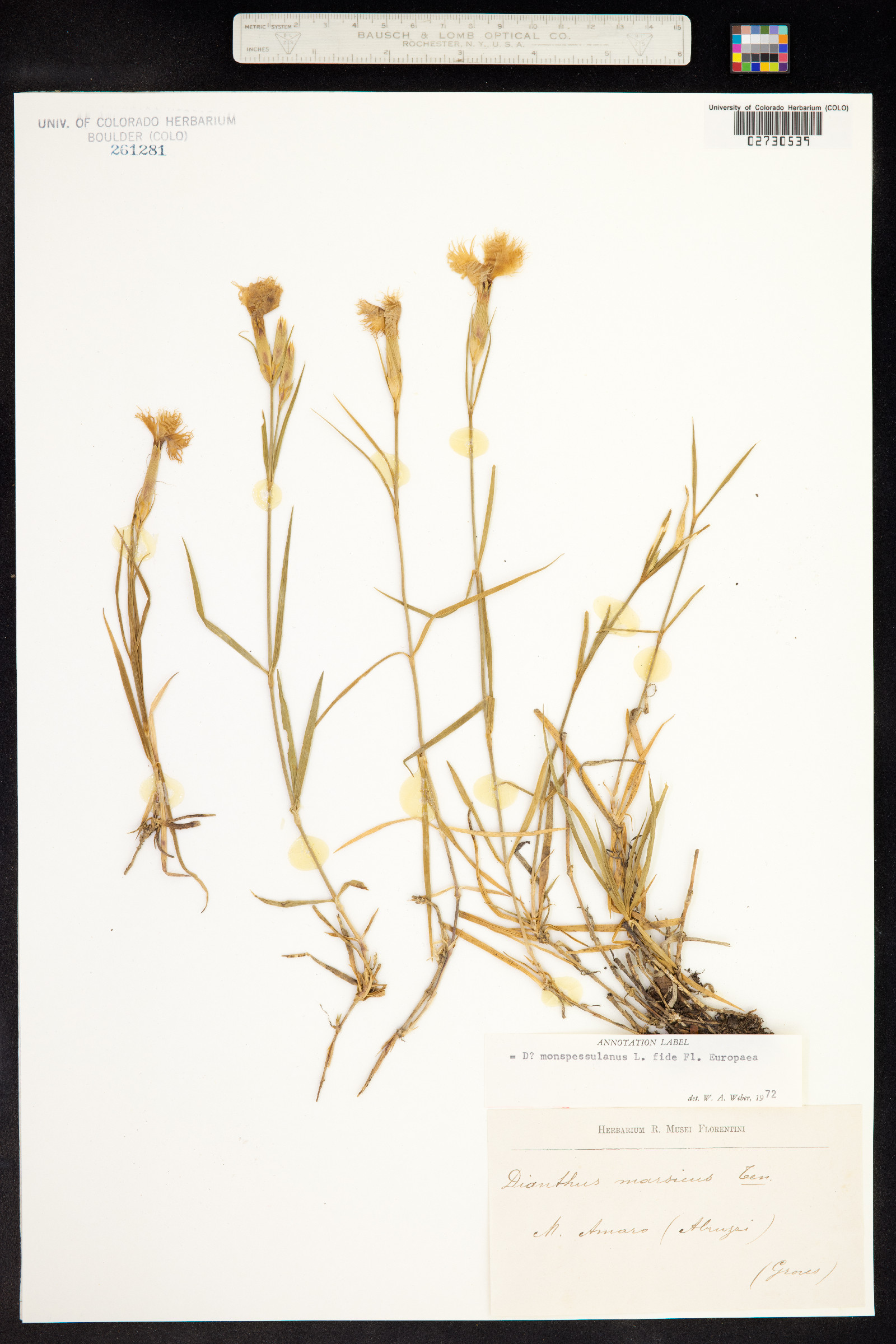 Dianthus hyssopifolius image