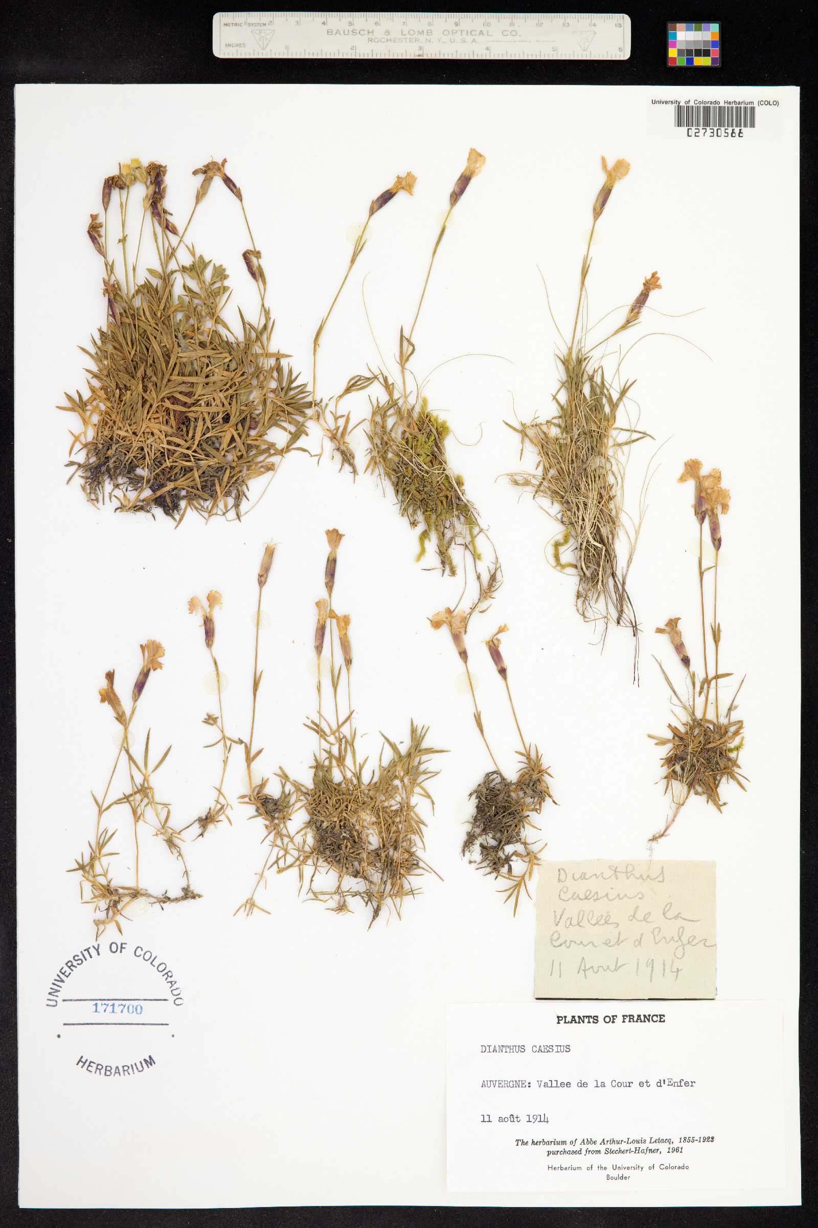 Dianthus gratianopolitanus image