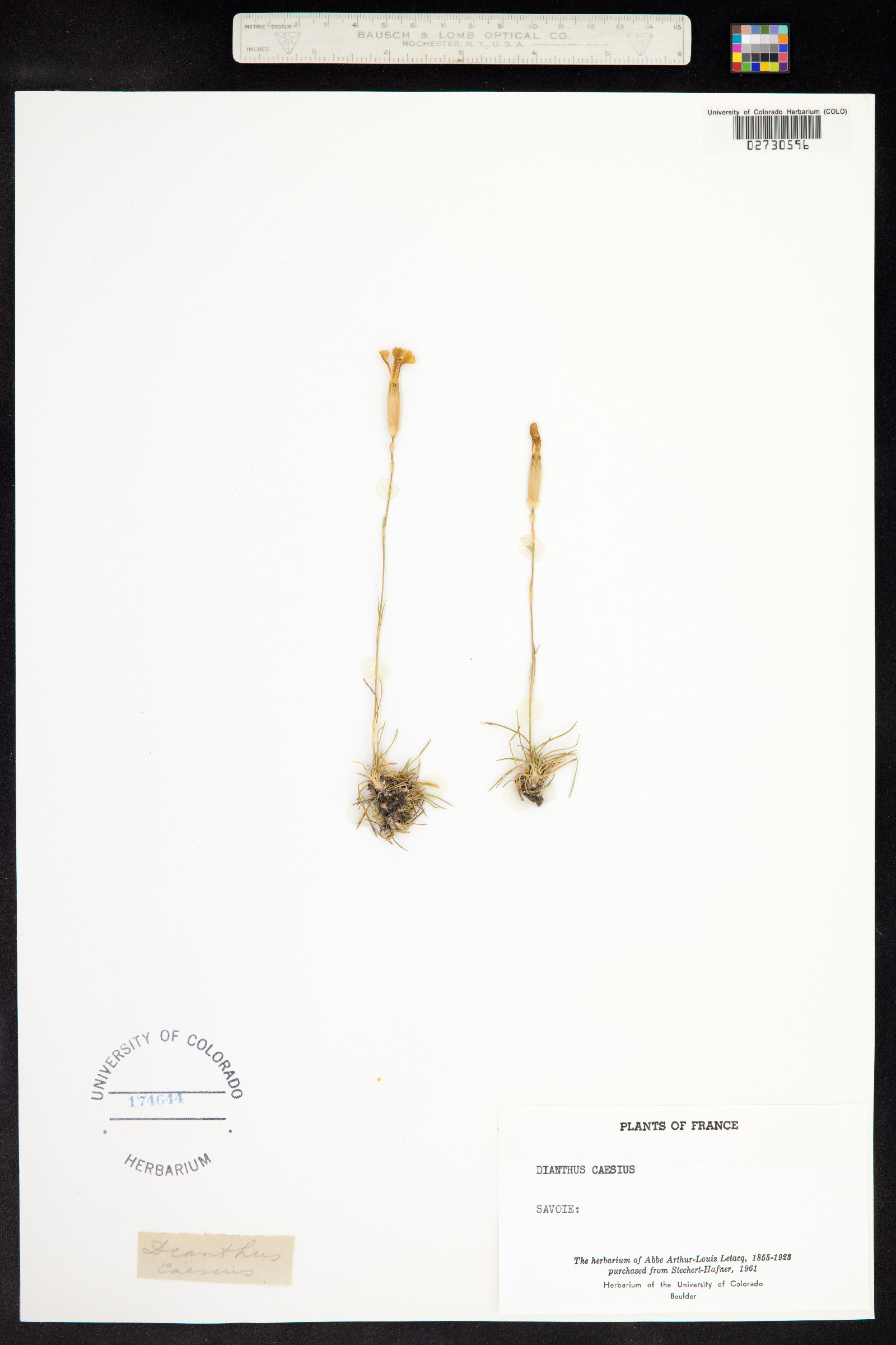 Dianthus gratianopolitanus image