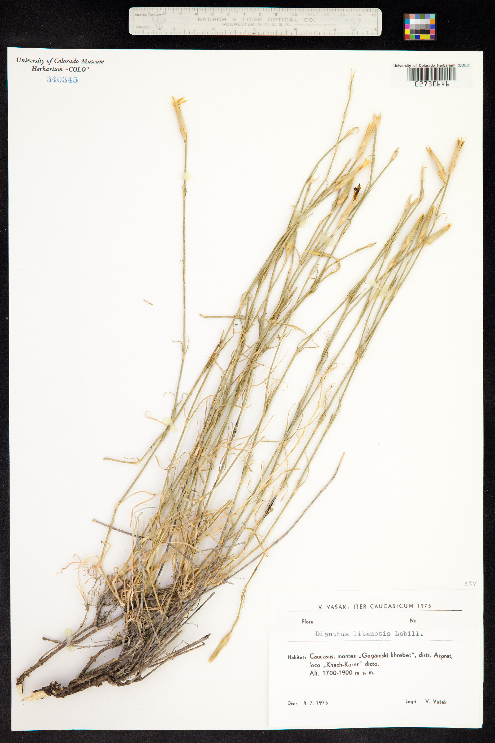Dianthus libanotis image