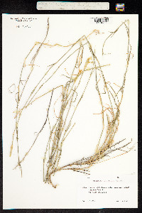 Image of Dianthus libanotis