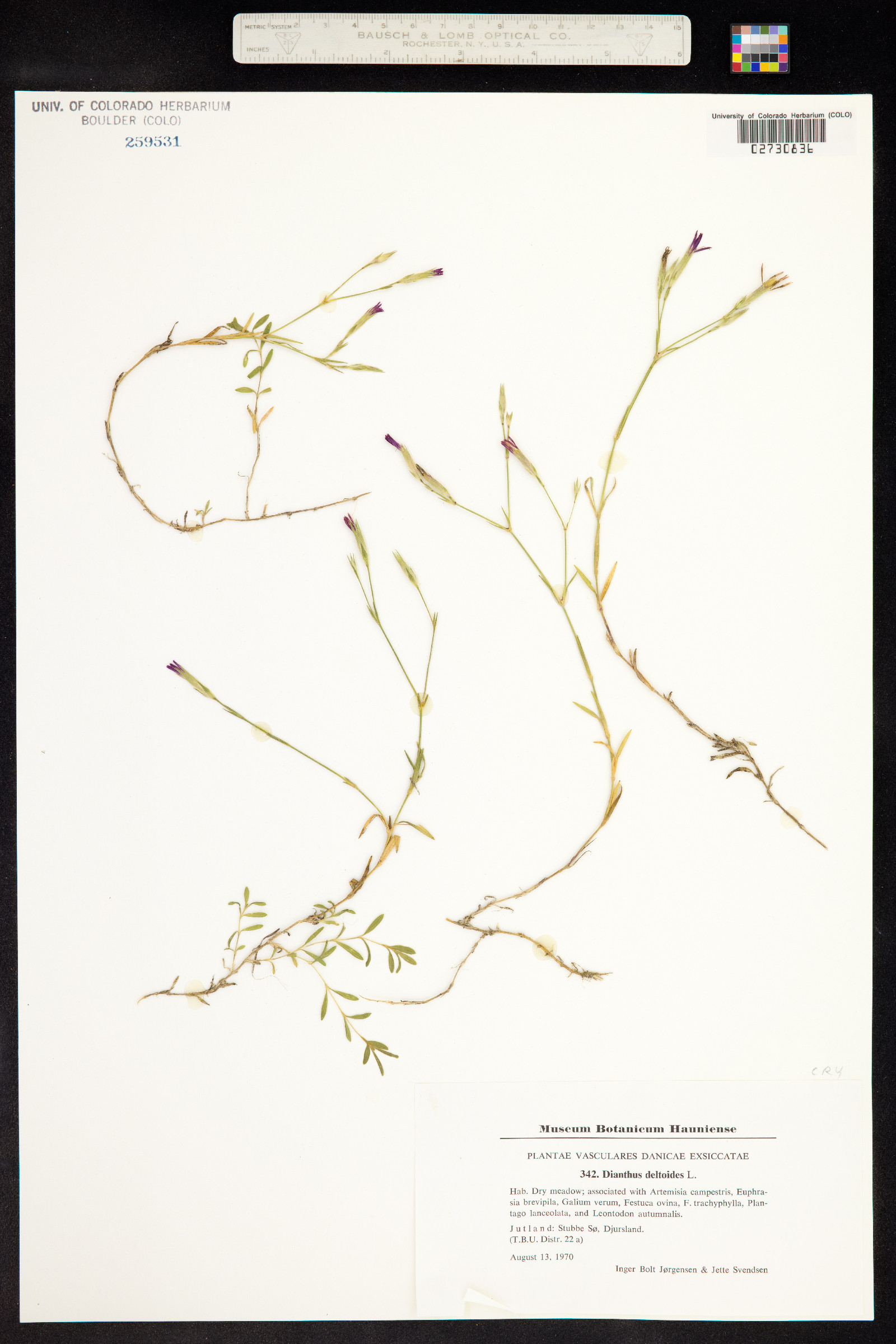 Dianthus deltoides image