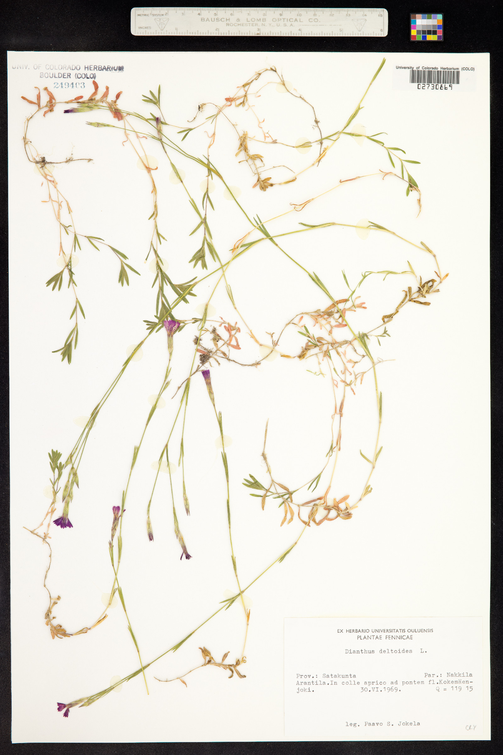 Dianthus deltoides image