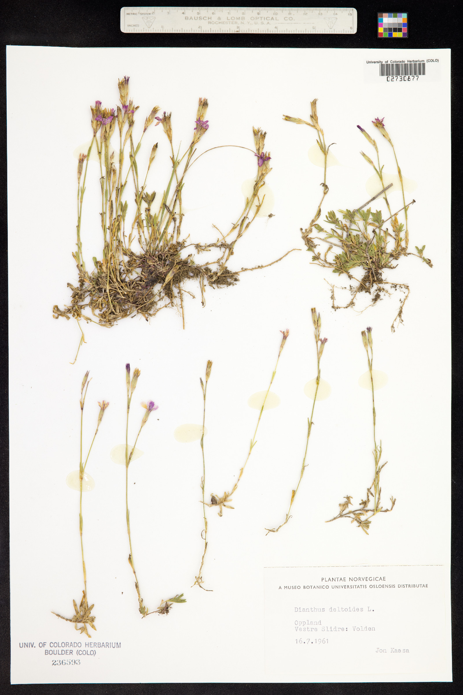 Dianthus deltoides image