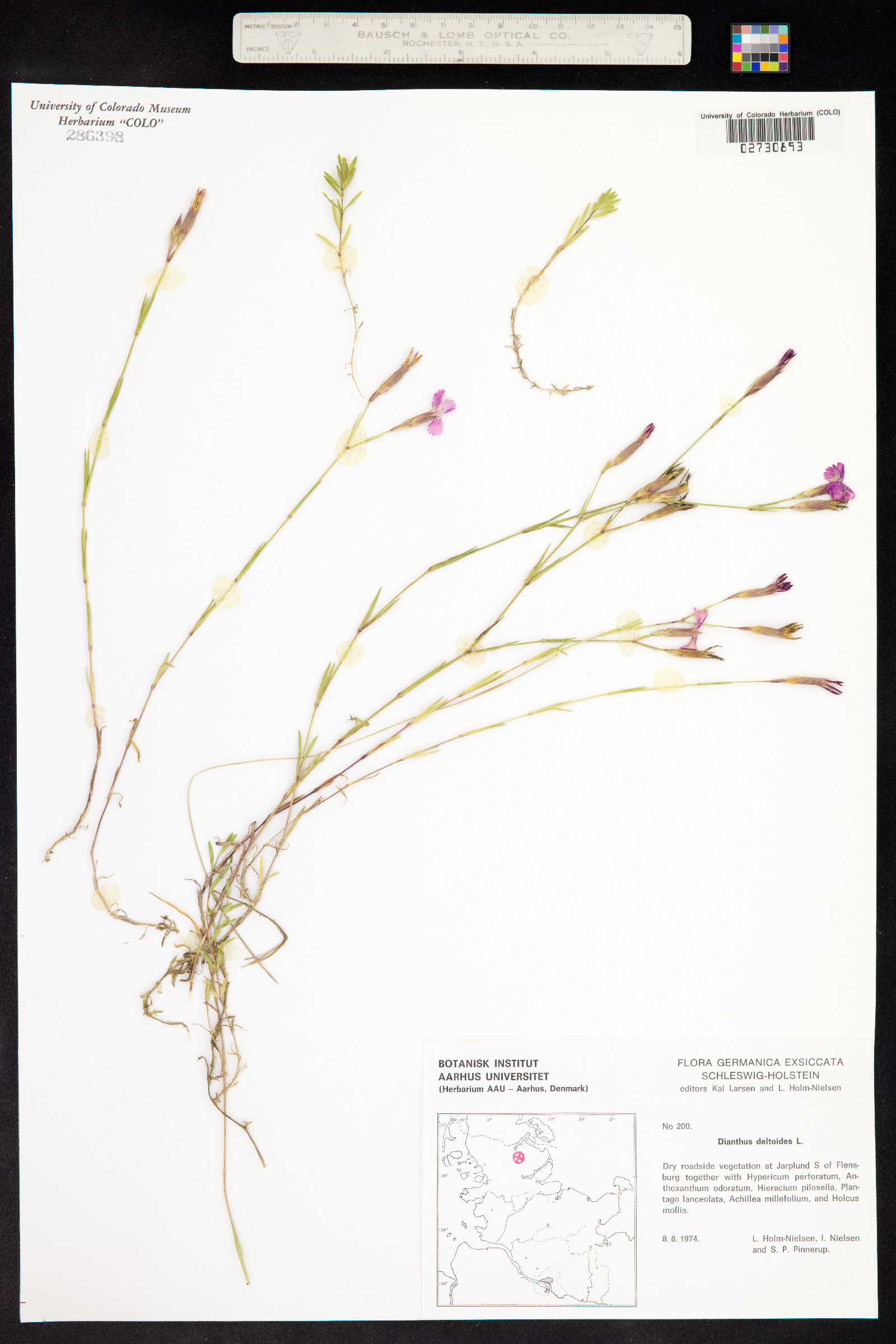 Dianthus deltoides image