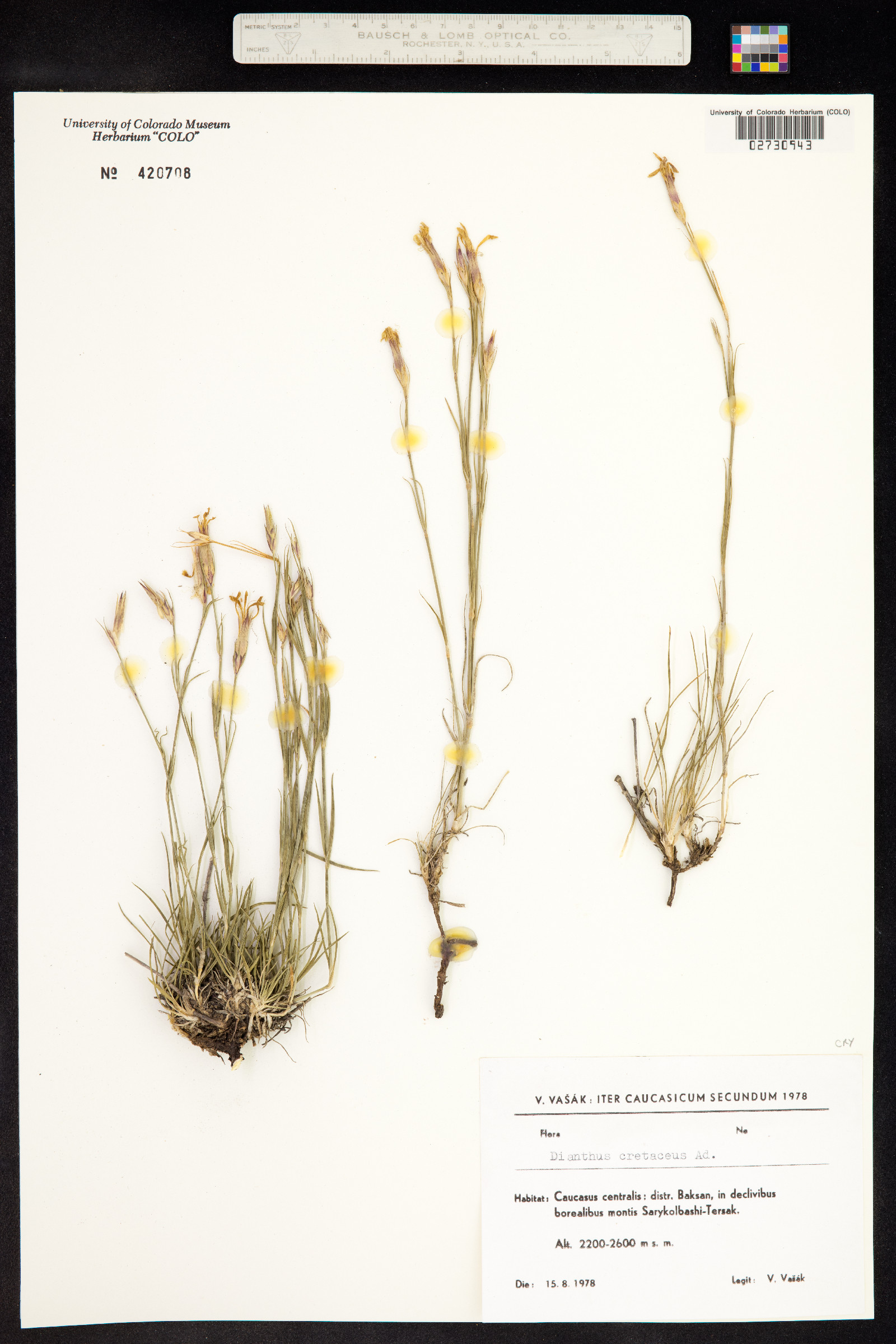 Dianthus crenatus image