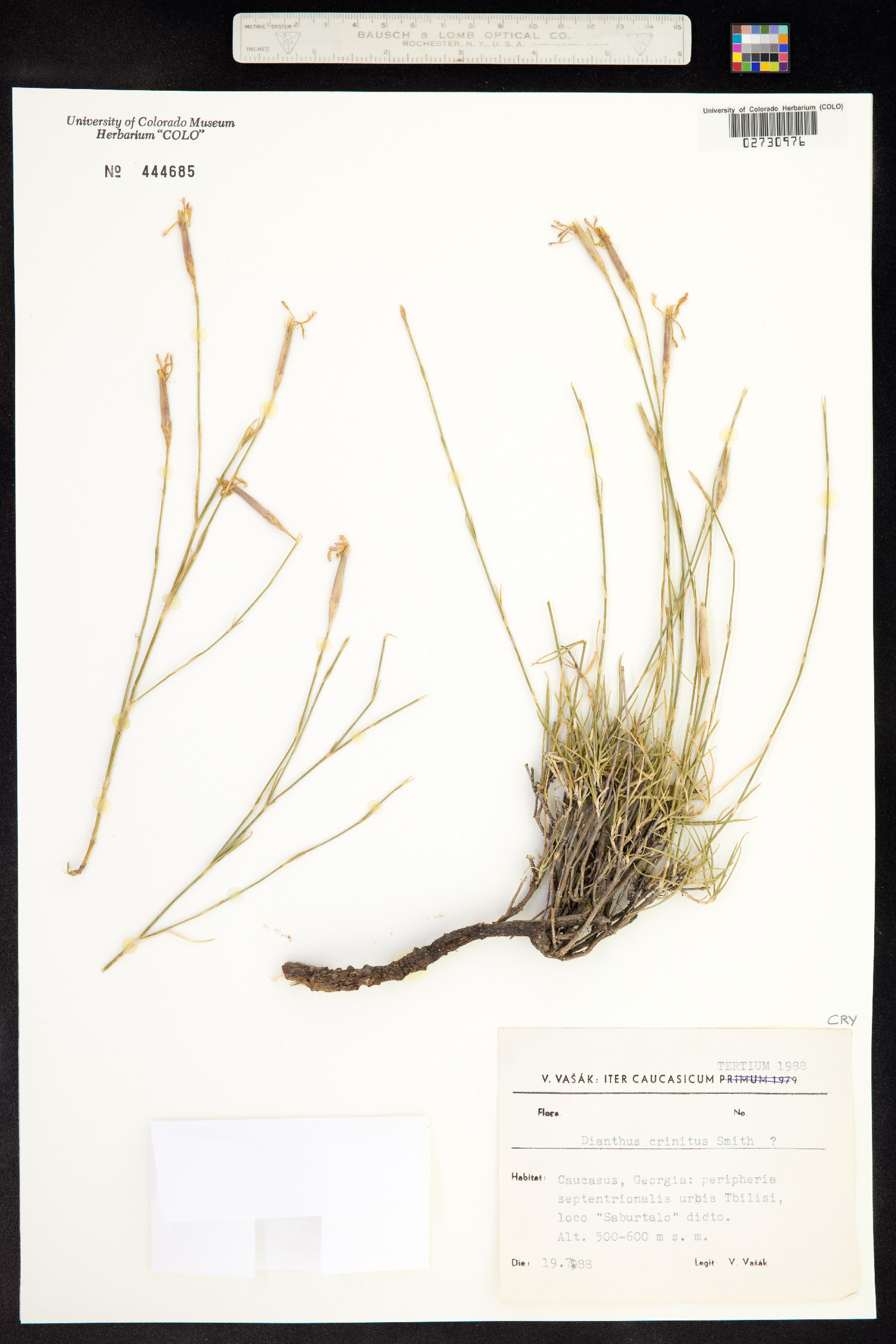 Dianthus crinitus image