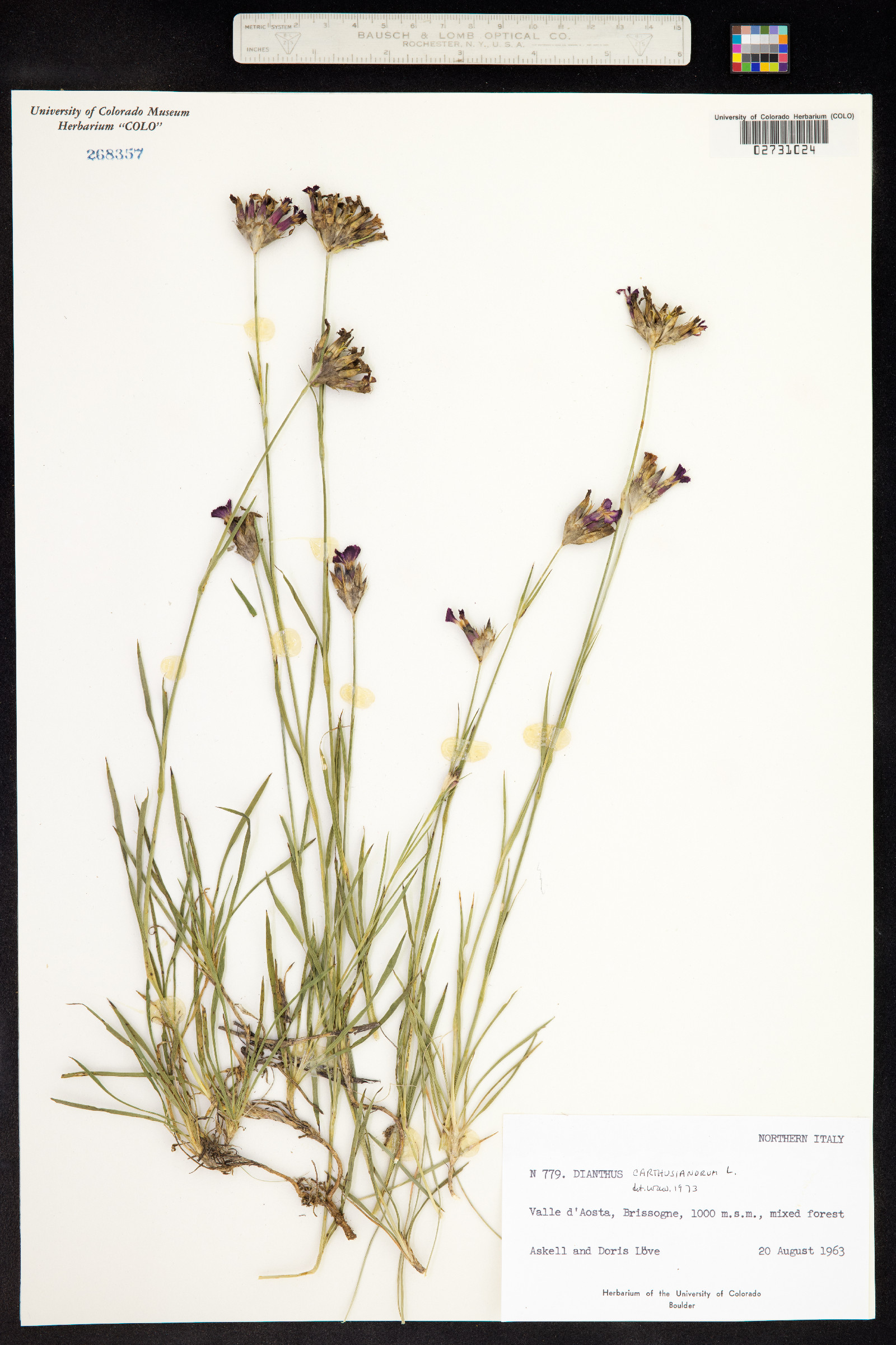 Dianthus carthusianorum image