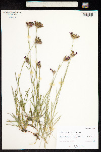 Image of Dianthus carthusianorum
