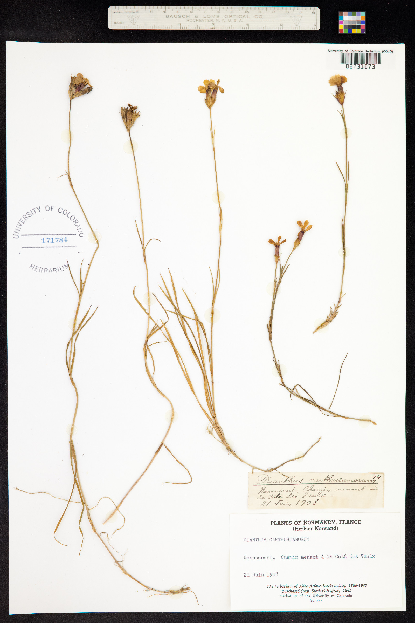 Dianthus carthusianorum image