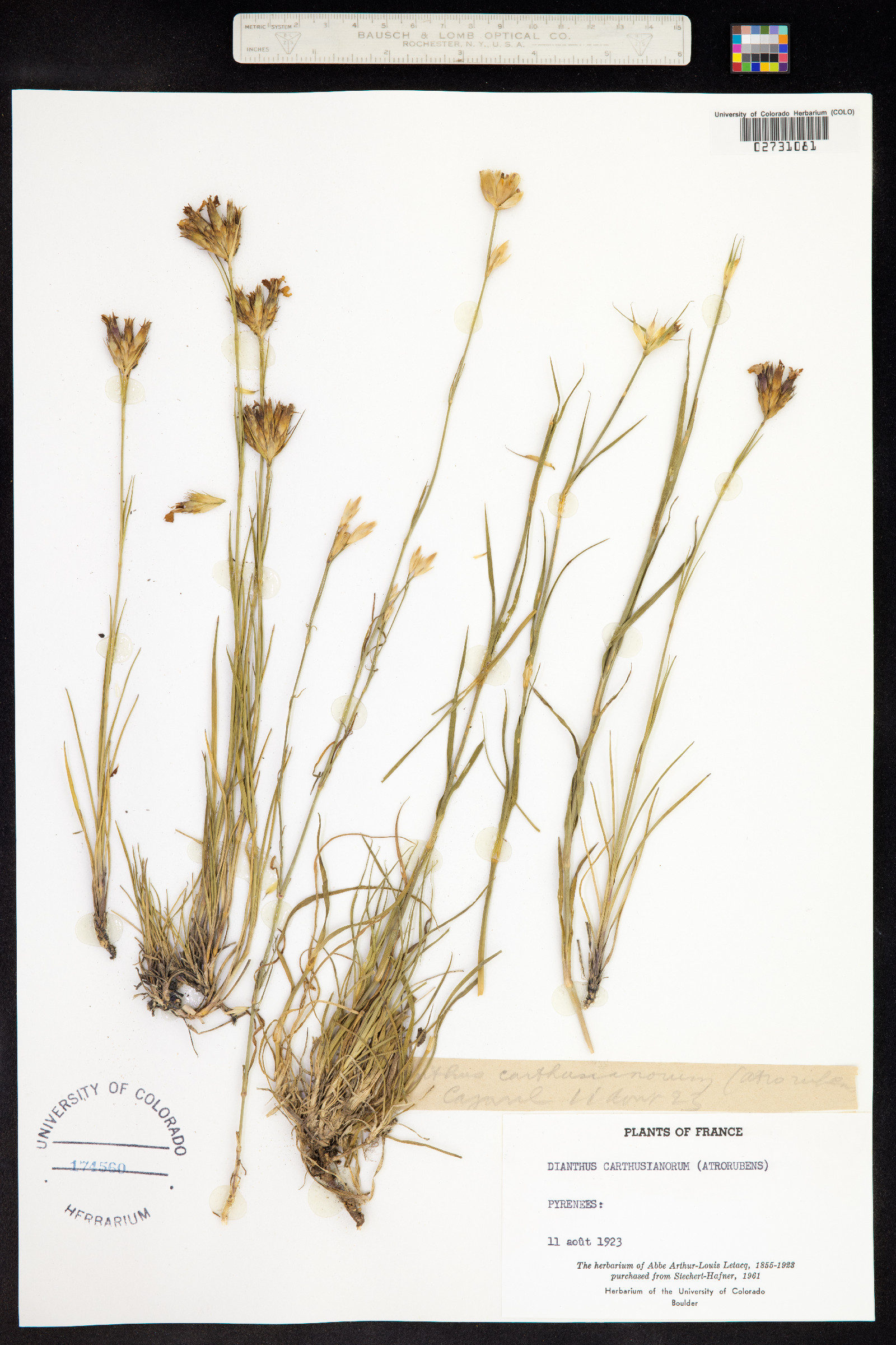 Dianthus carthusianorum image