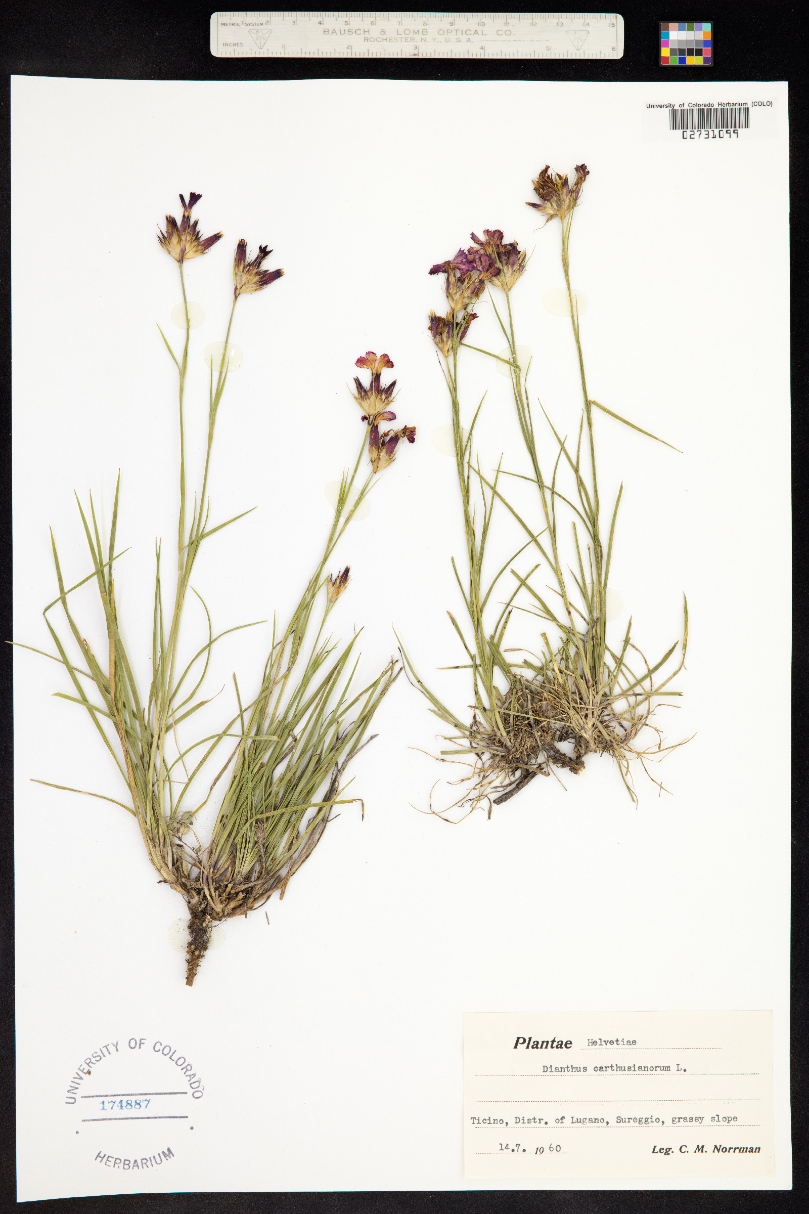 Dianthus carthusianorum image
