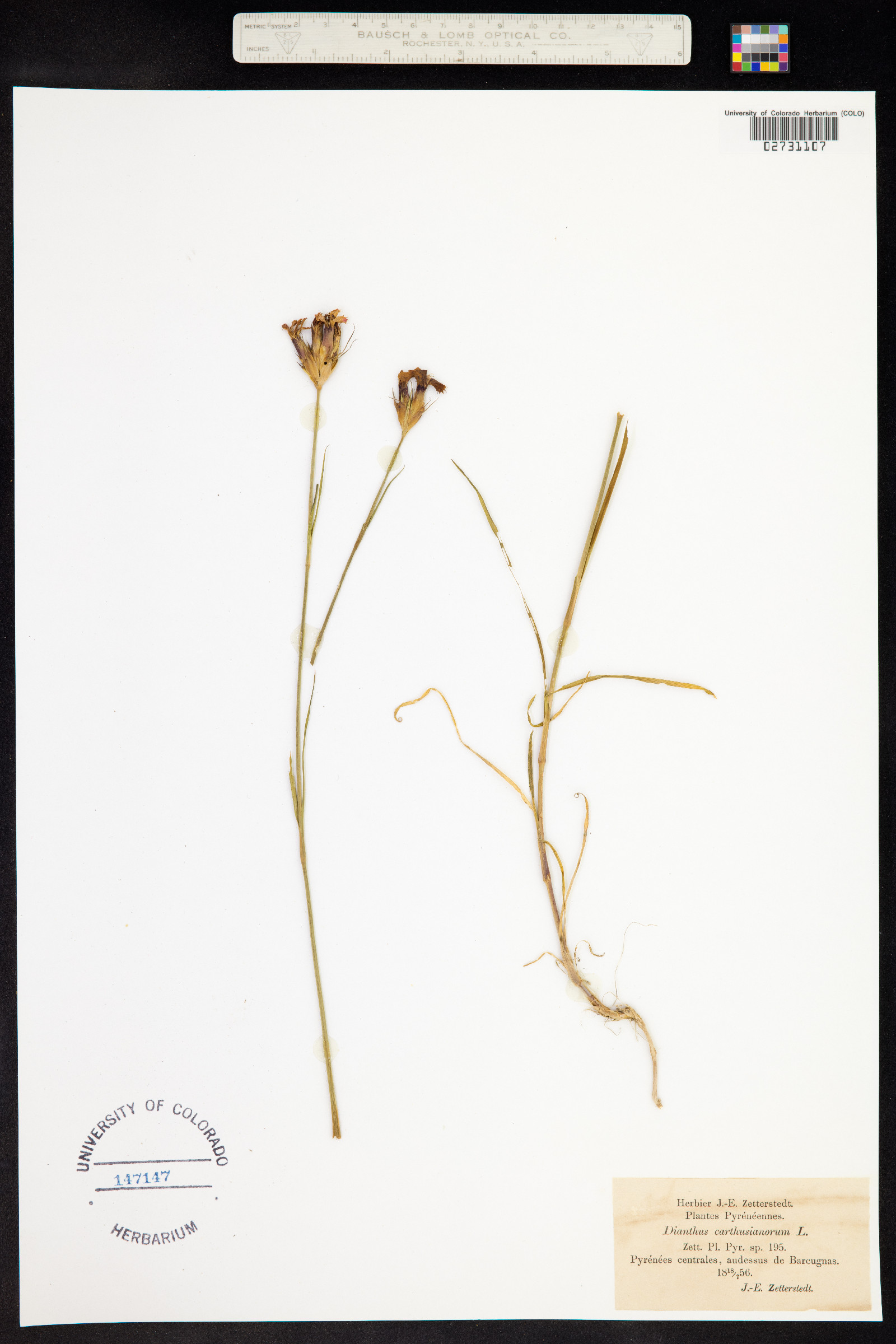 Dianthus carthusianorum image