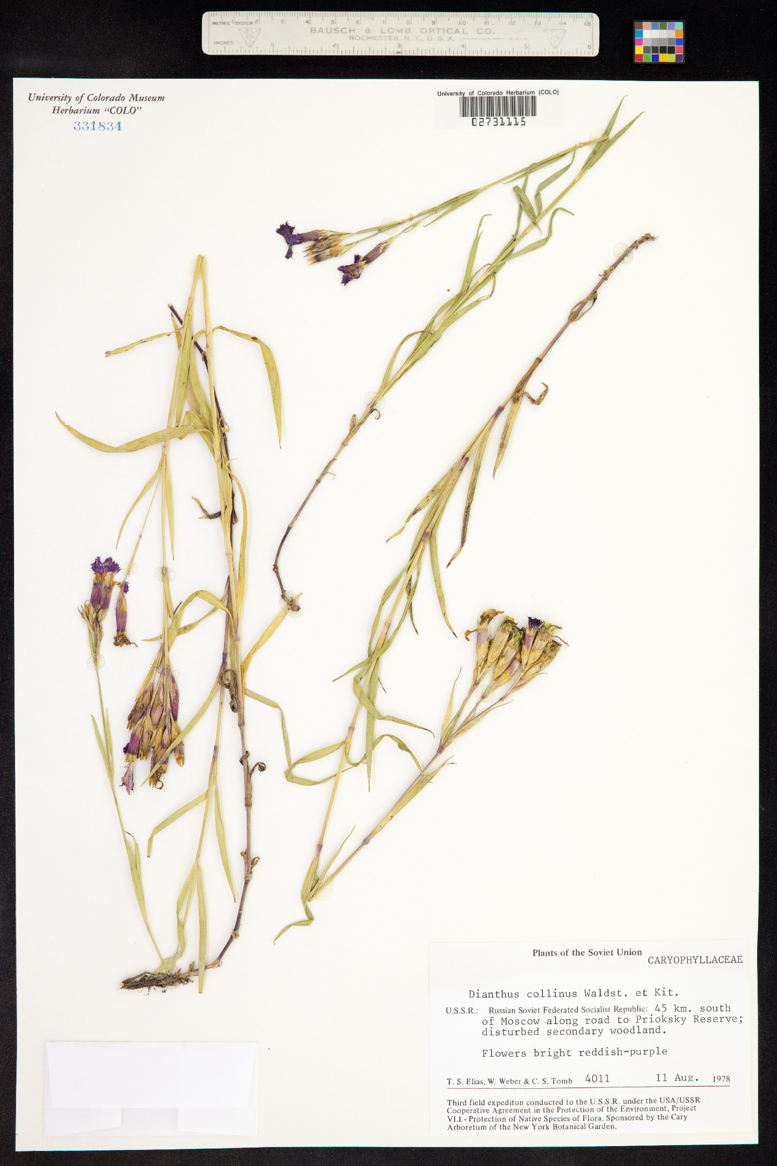 Dianthus collinus image