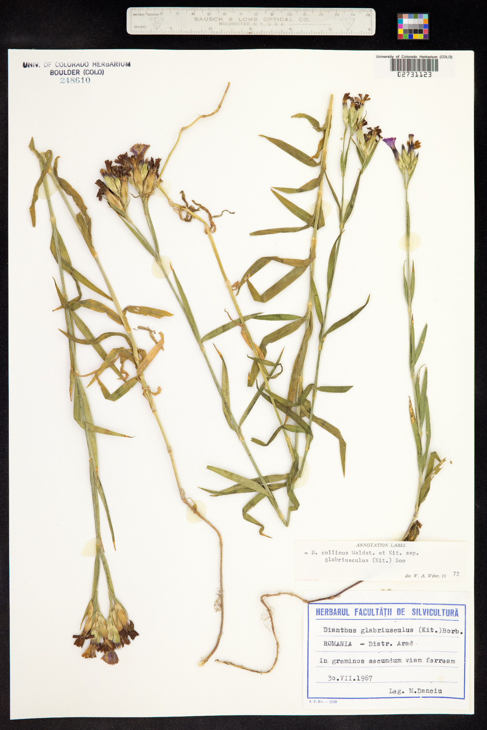 Dianthus collinus image