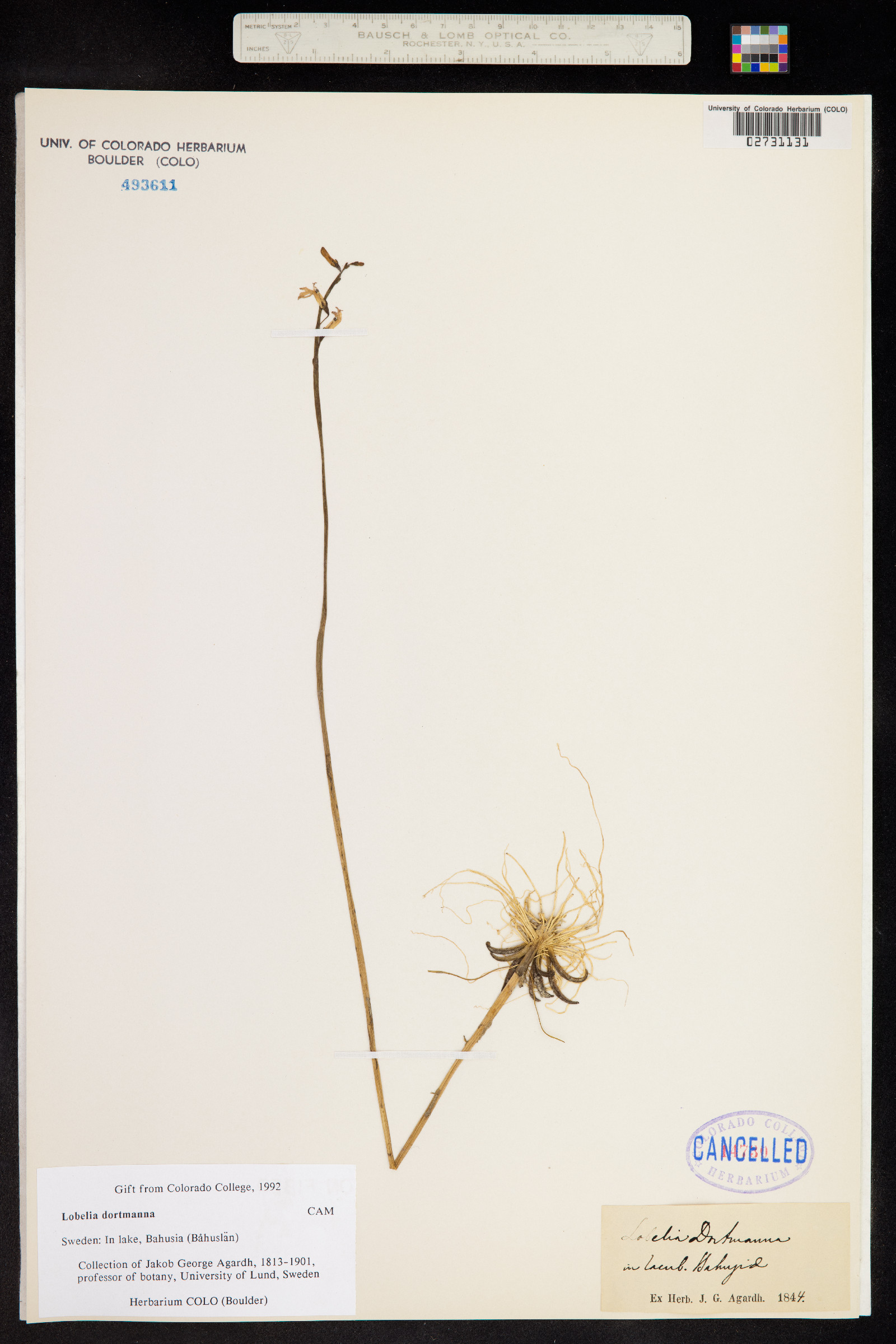 Lobelia dortmanna image