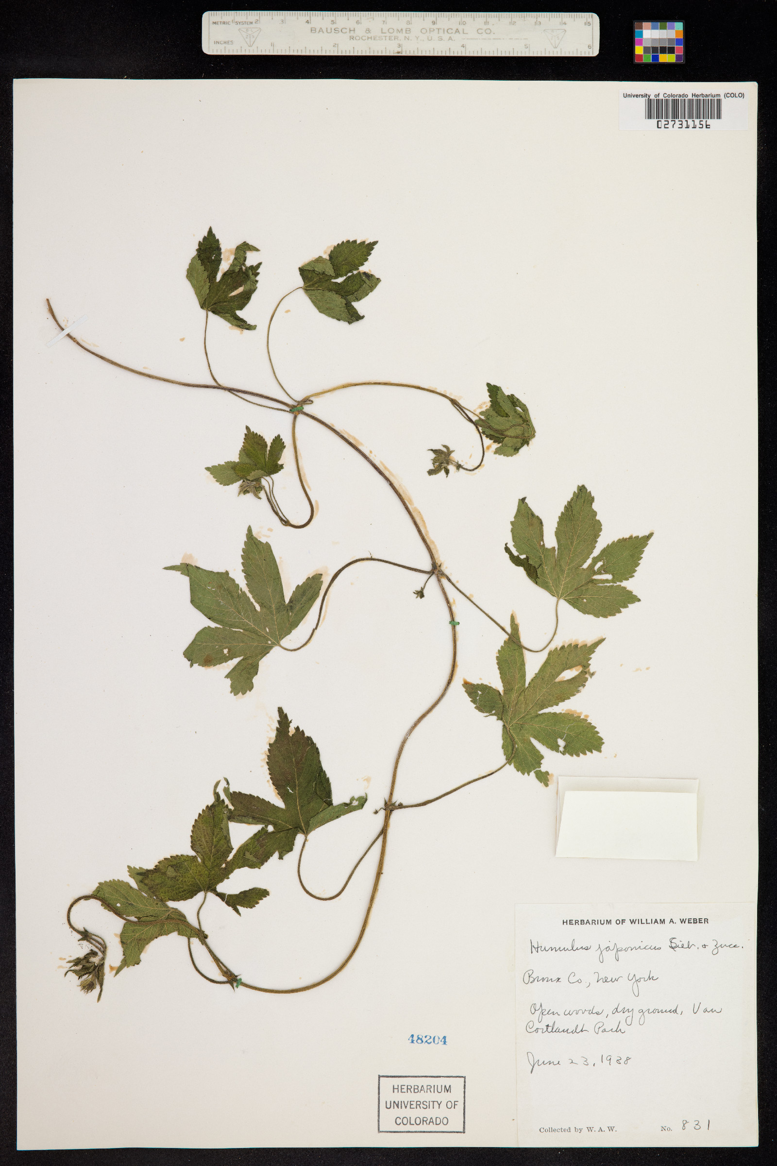 Humulus japonicus image