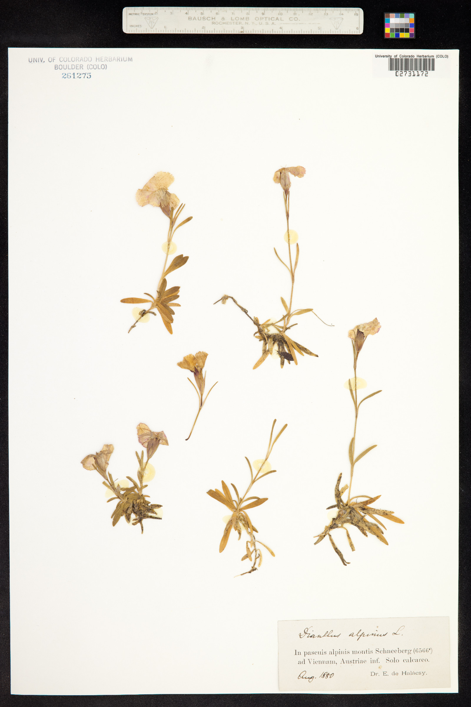 Dianthus alpinus image