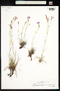Dianthus sylvestris image