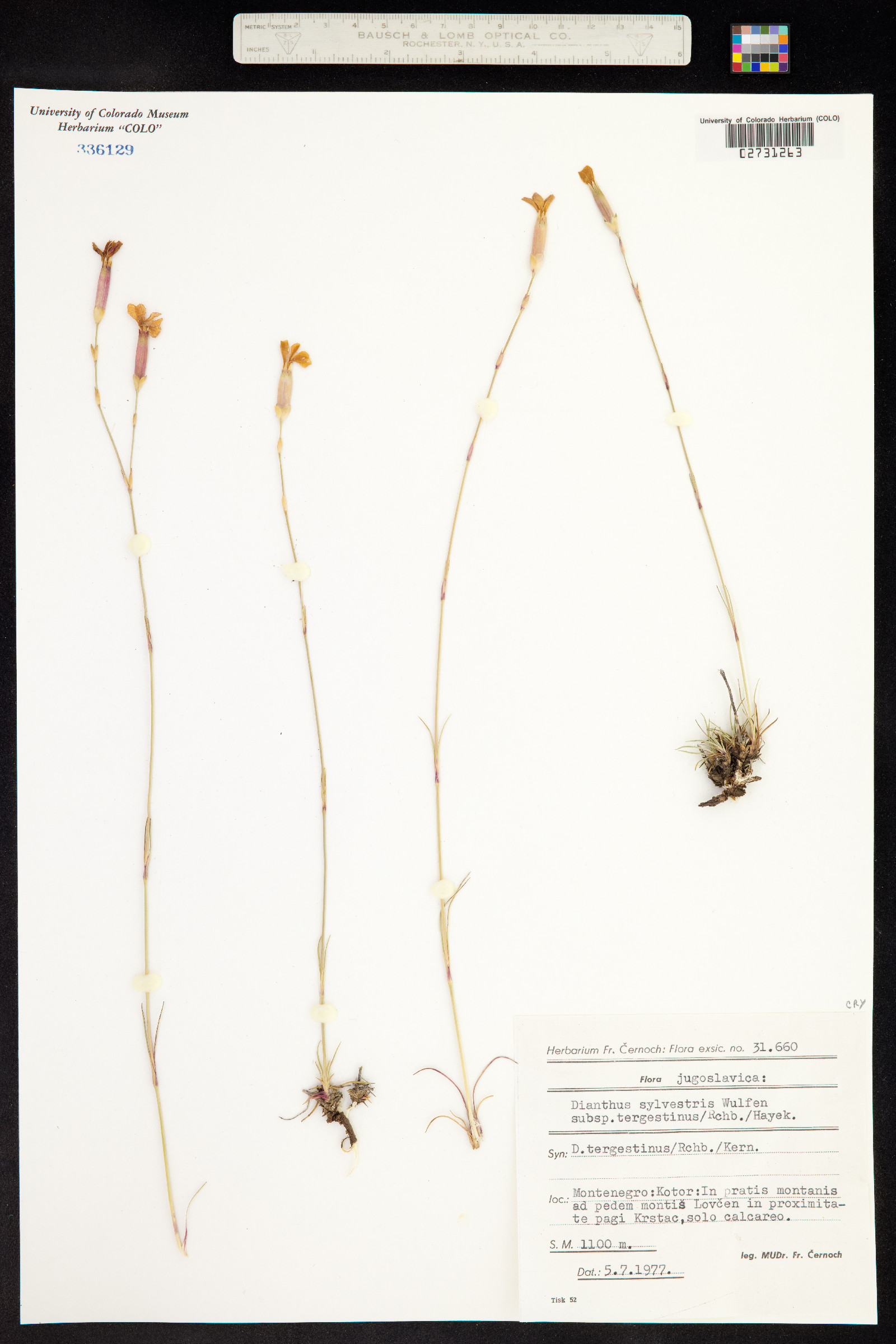 Dianthus sylvestris image