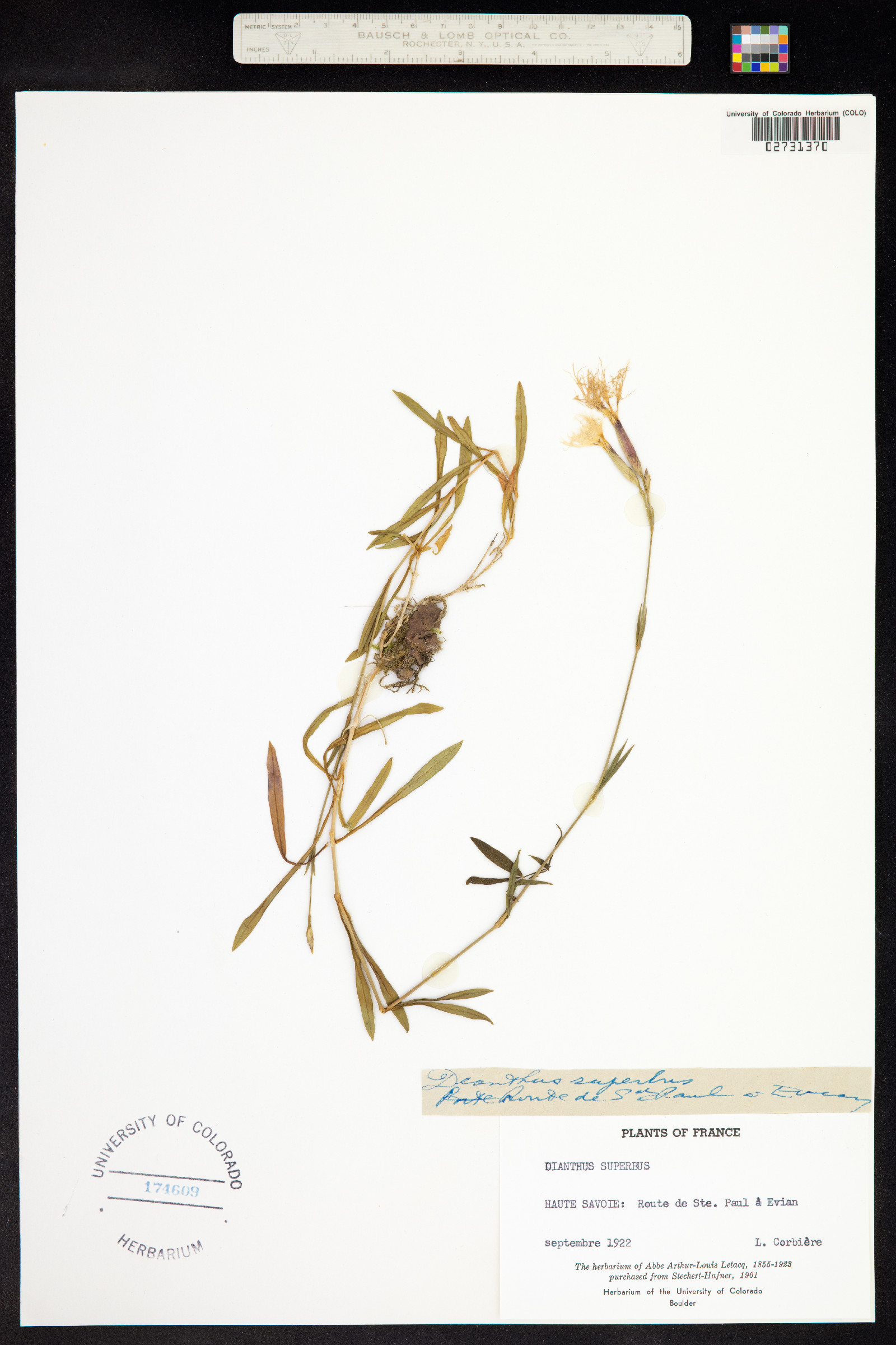 Dianthus superbus image