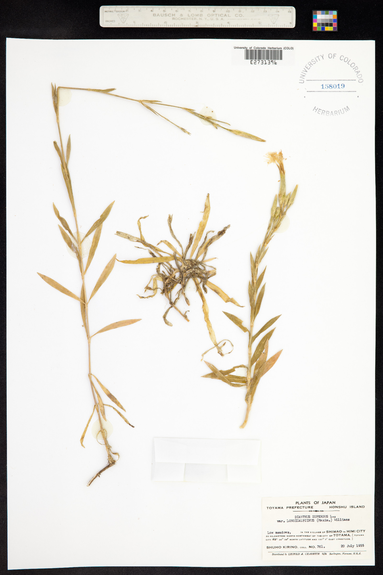 Dianthus superbus image