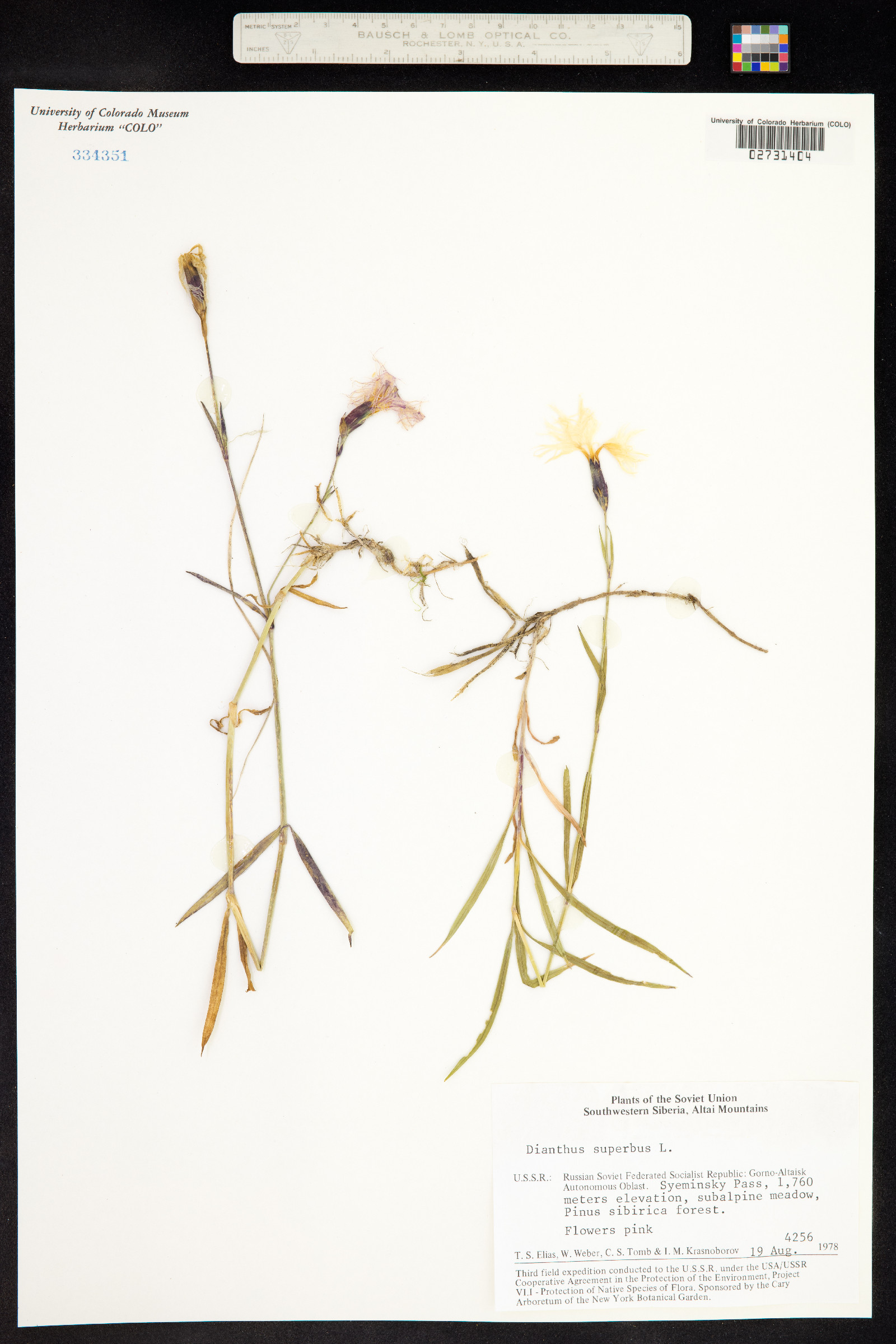 Dianthus superbus image