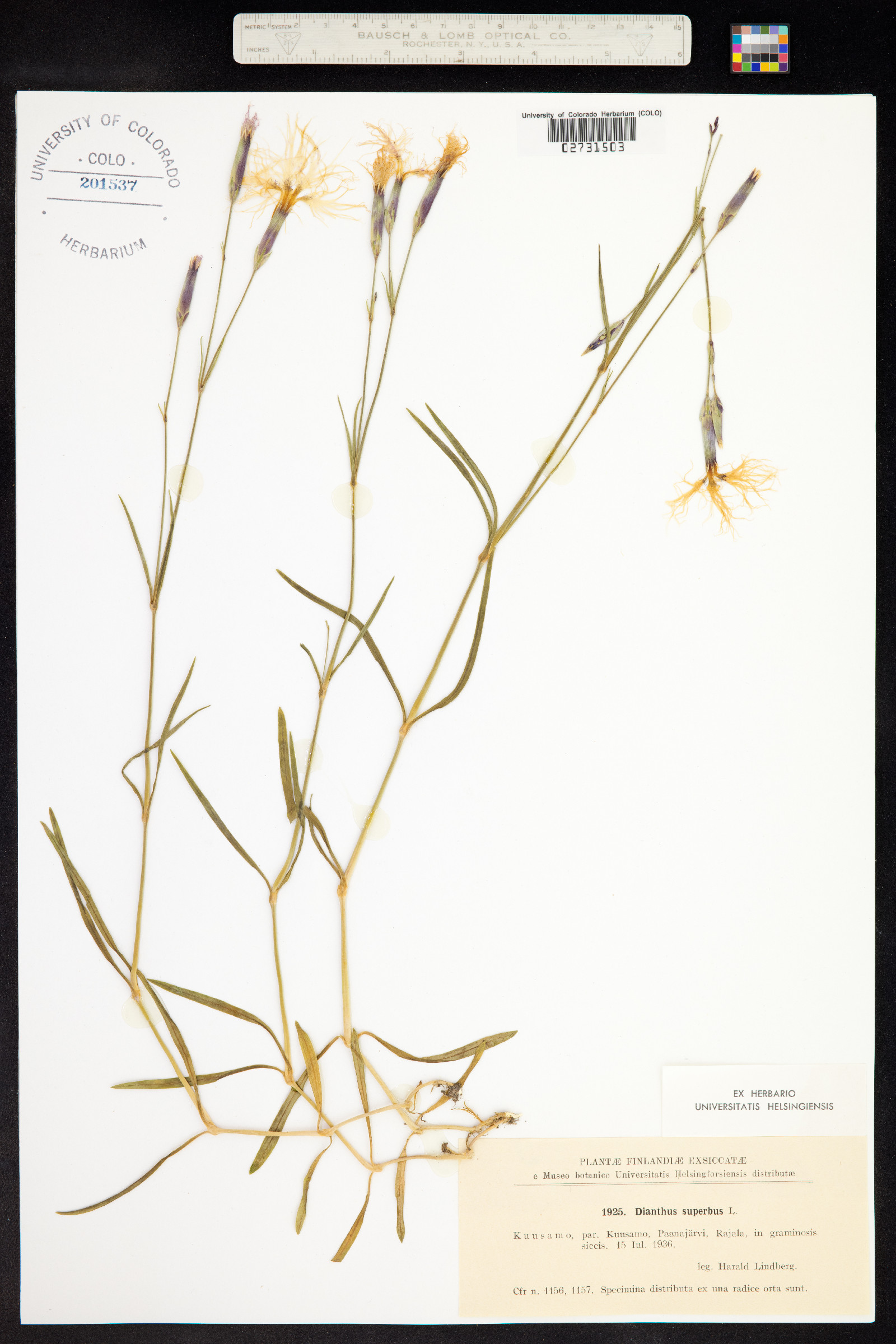 Dianthus image