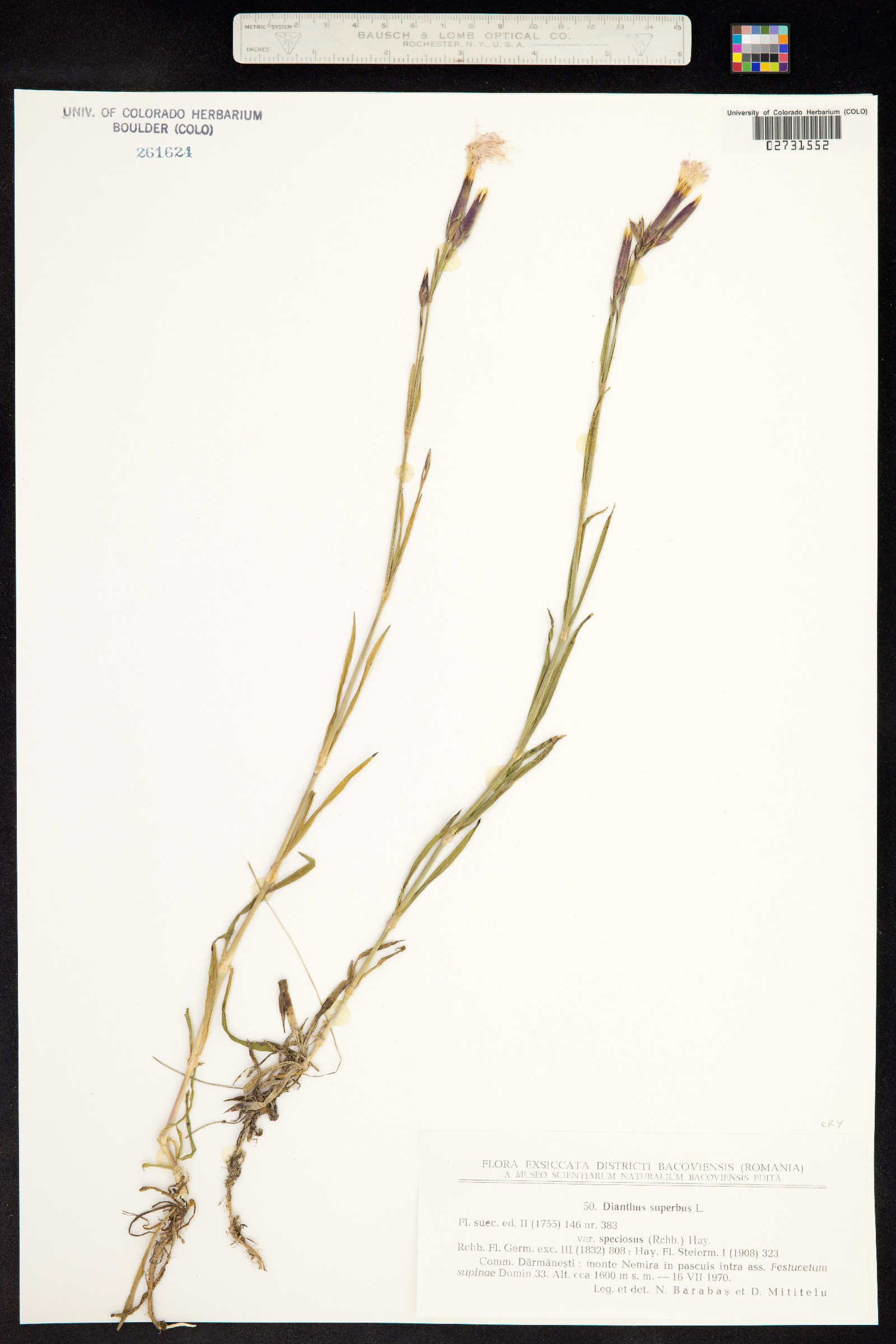 Dianthus superbus image