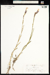 Dianthus superbus image