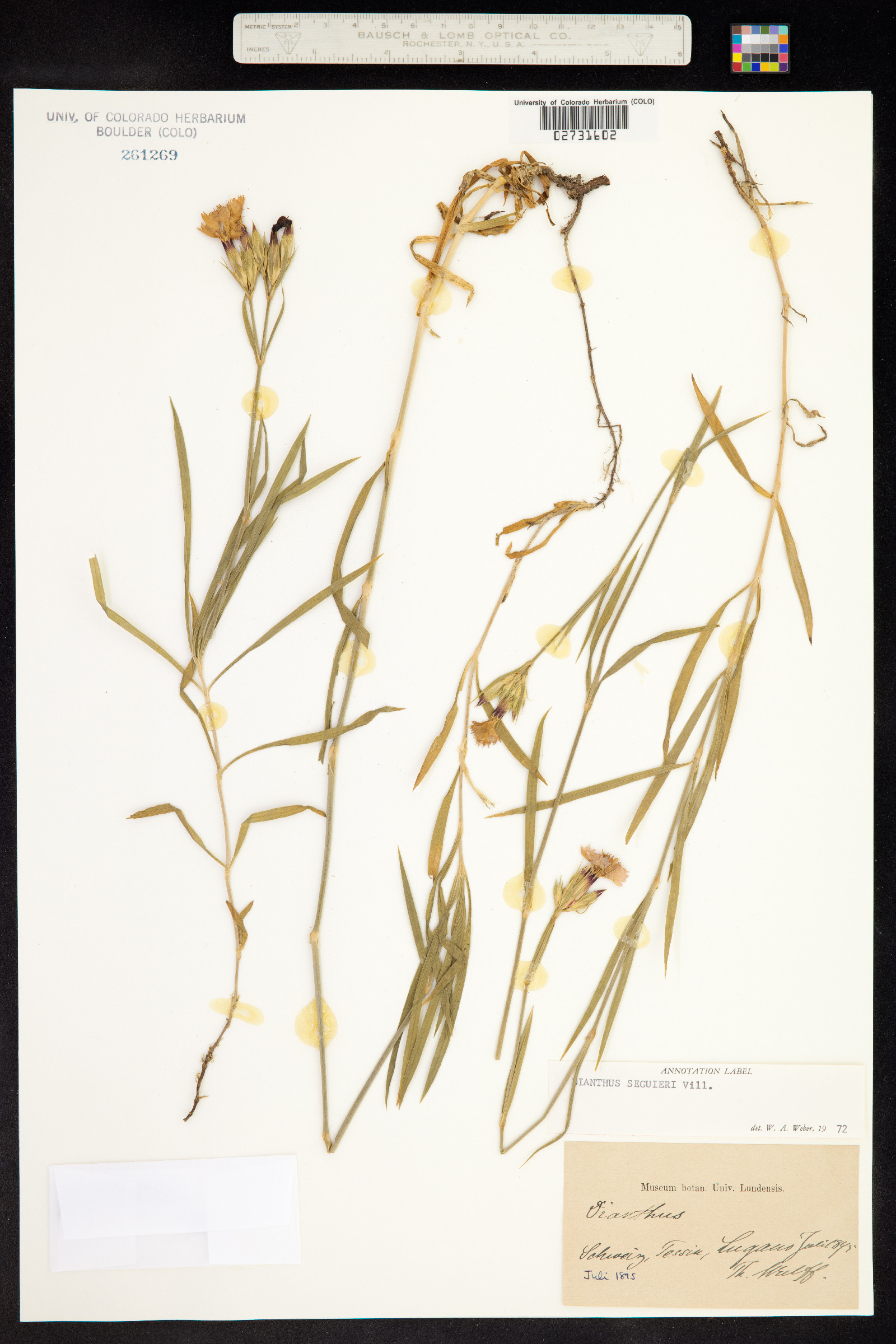 Dianthus seguieri image