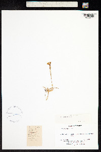 Dianthus seguieri image