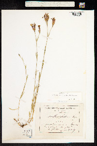 Image of Dianthus seguieri
