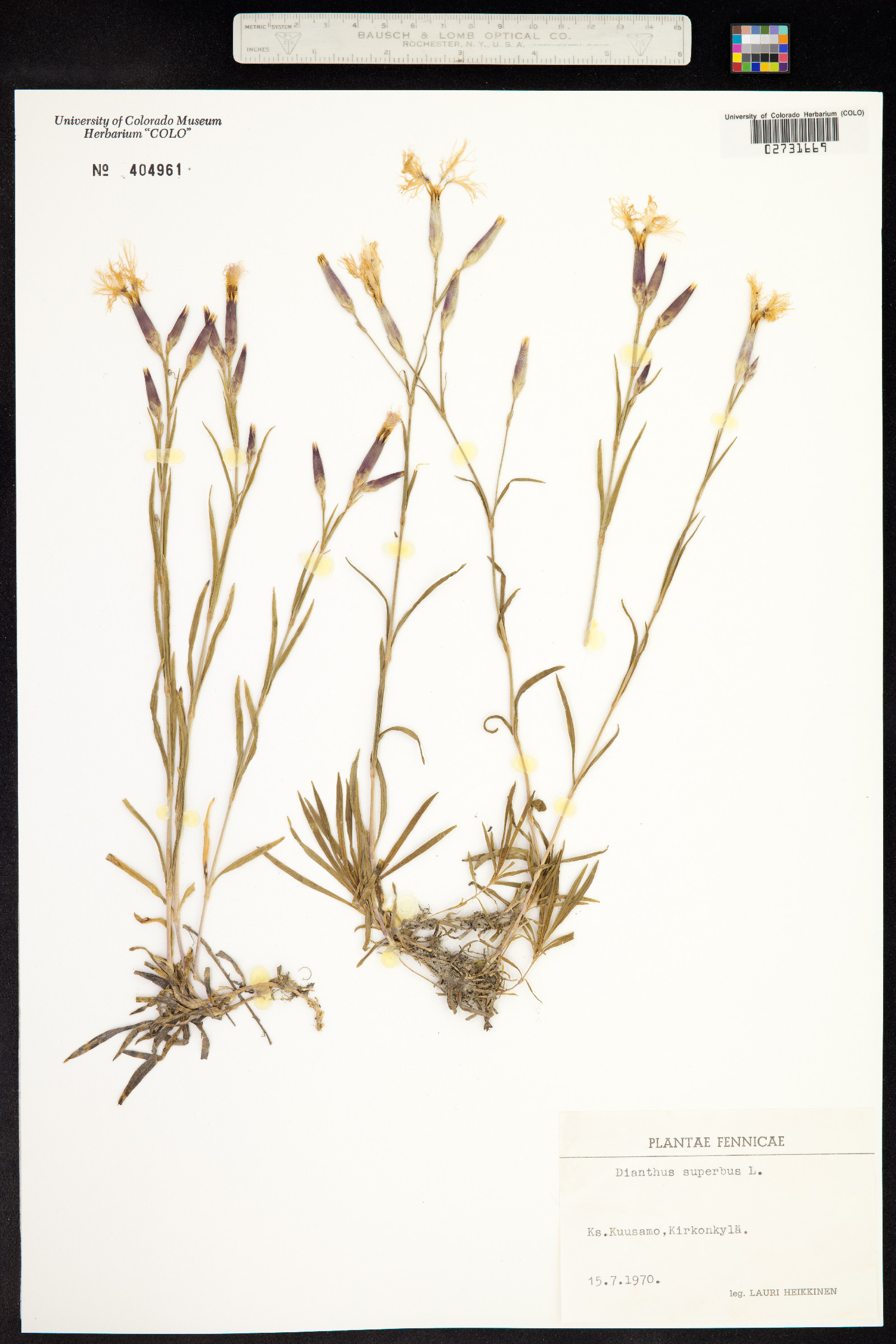 Dianthus superbus image