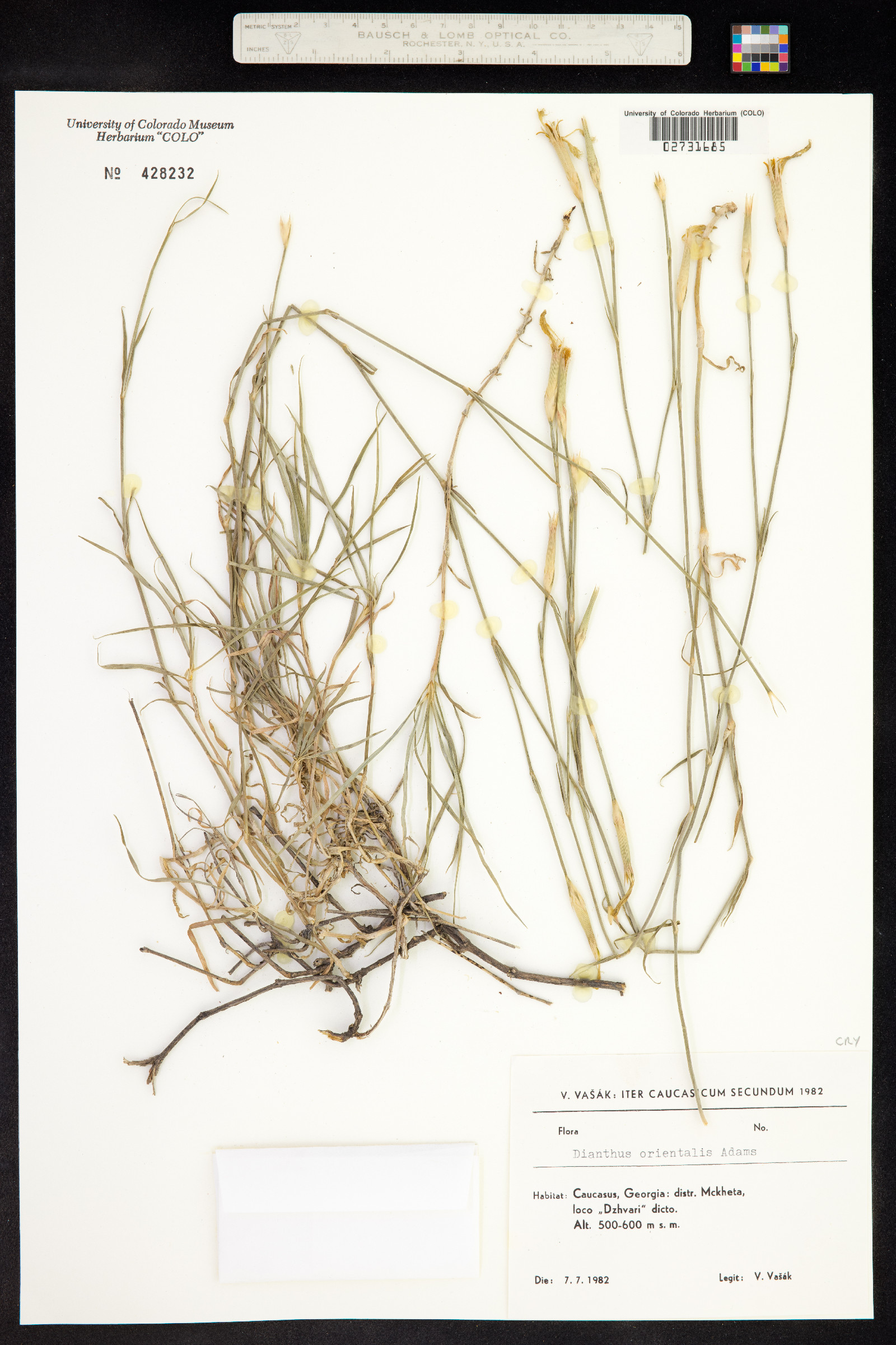 Dianthus orientalis image