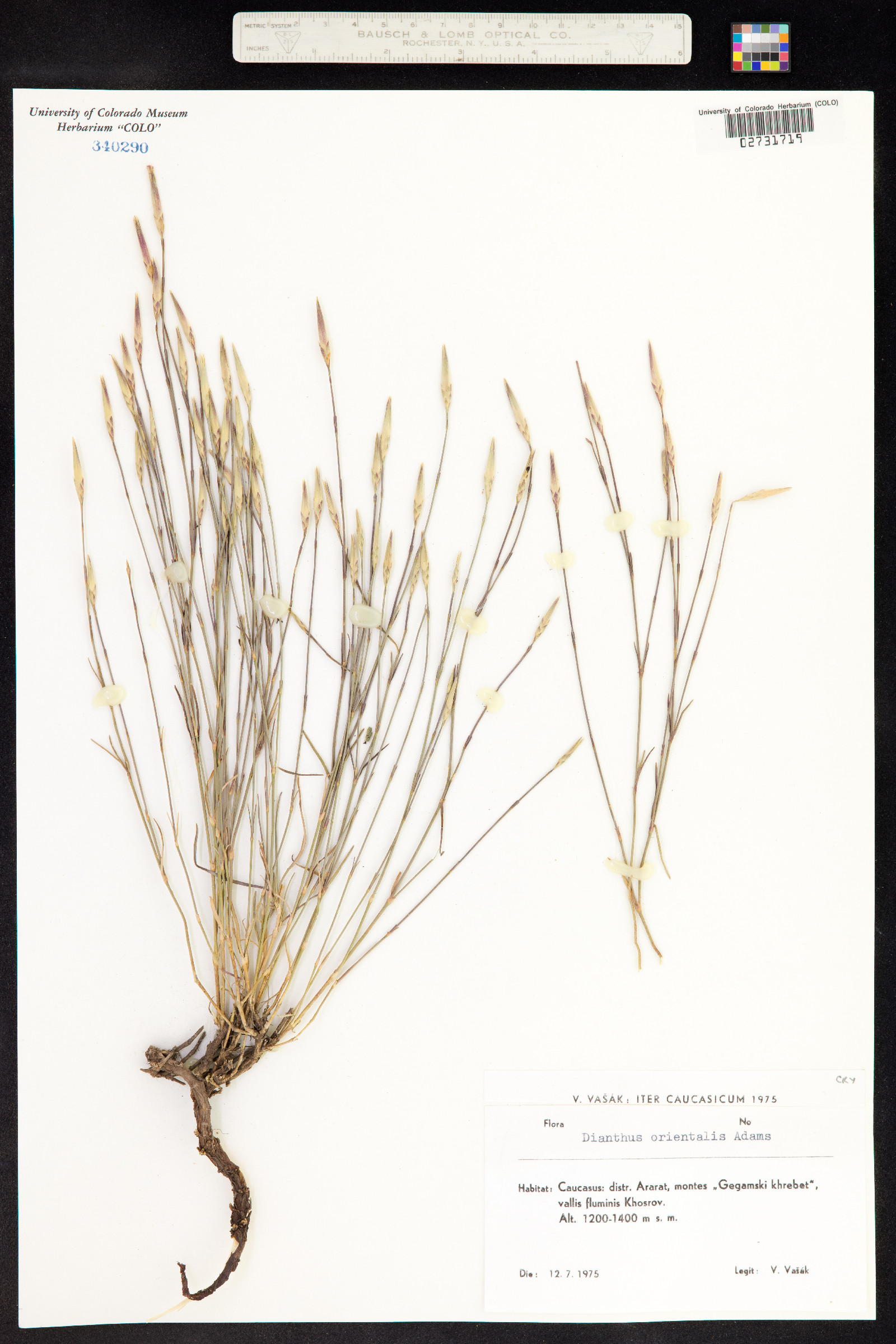 Dianthus orientalis image