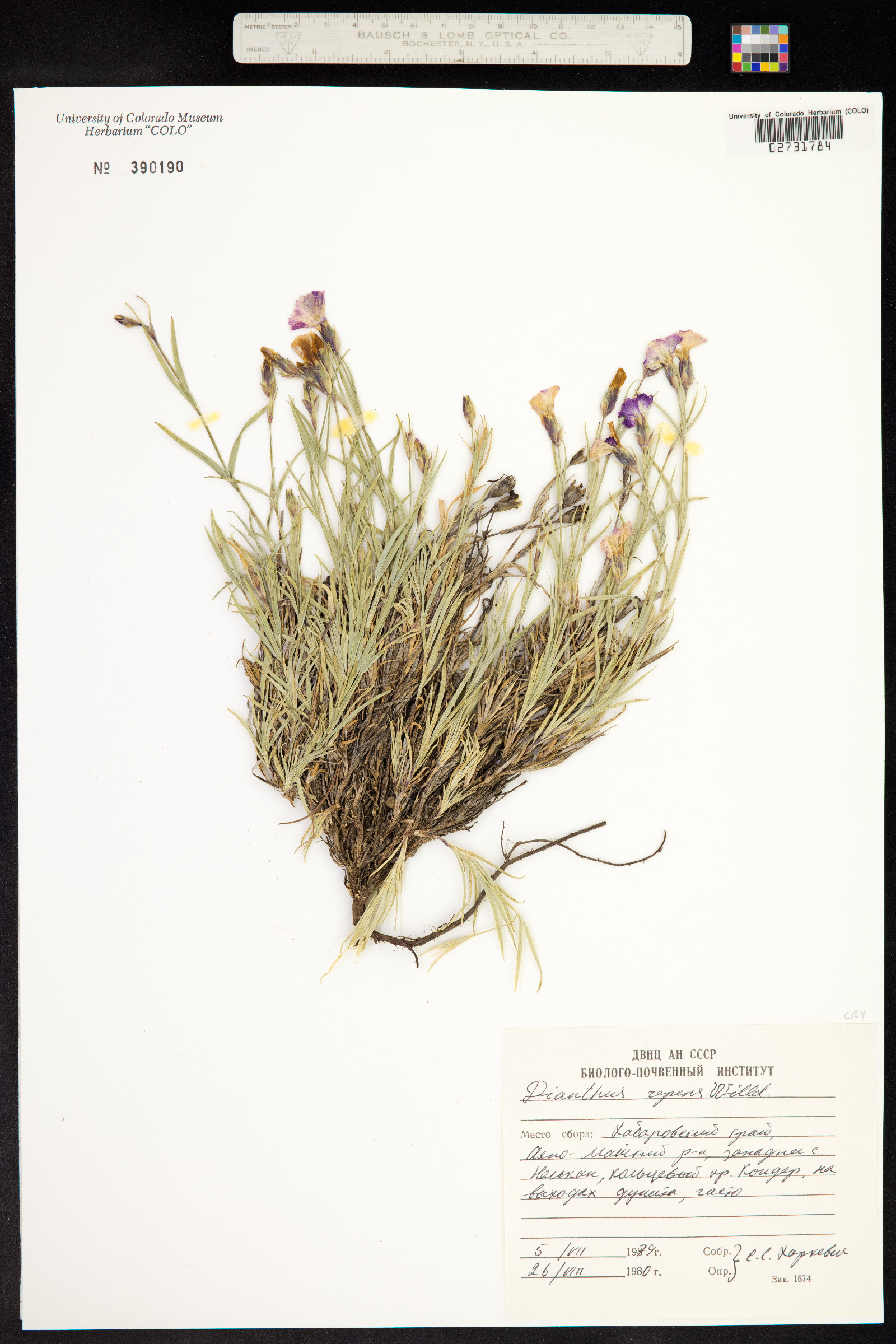 Dianthus repens image