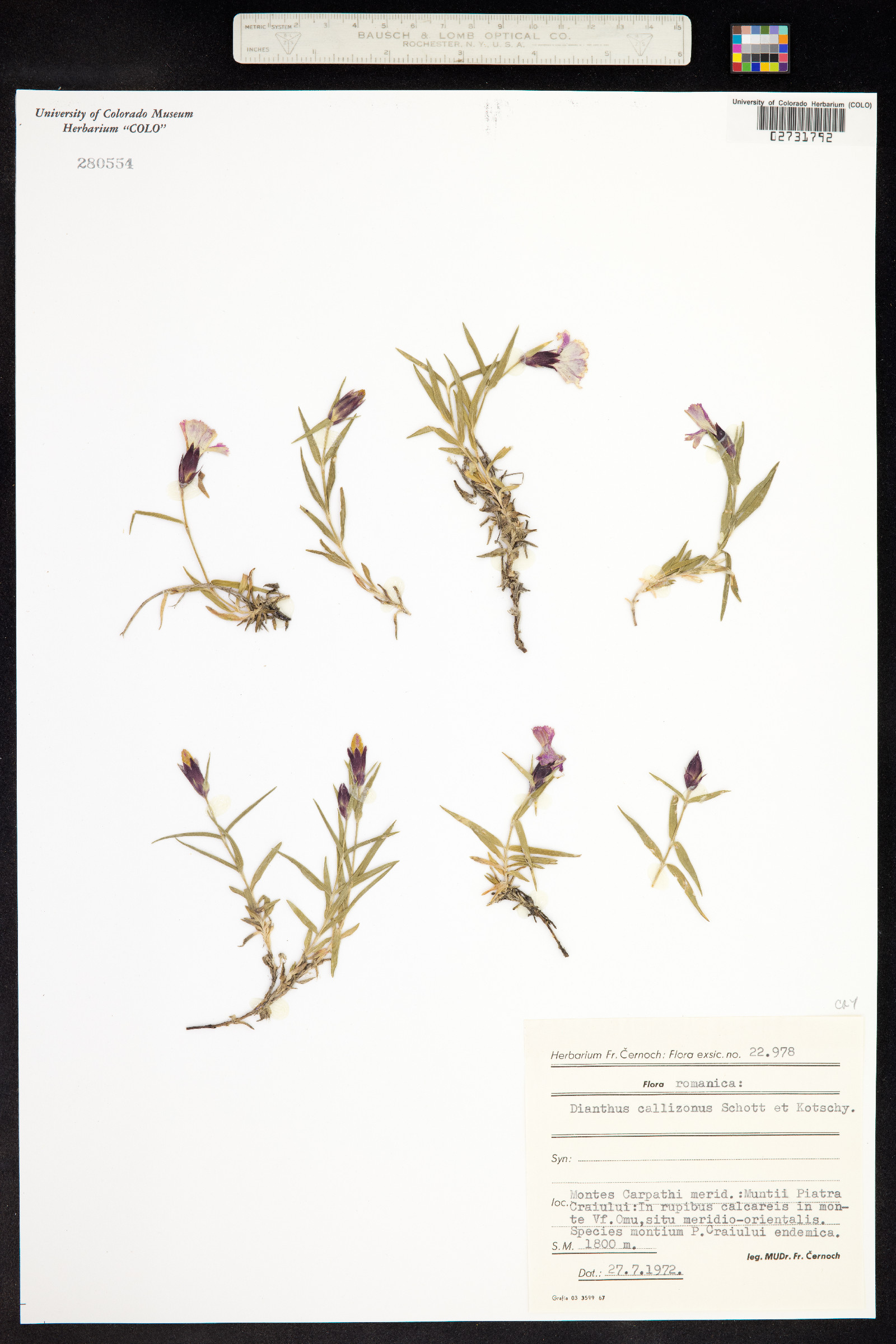 Dianthus callizonus image