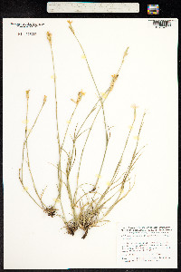 Image of Dianthus ciliatus