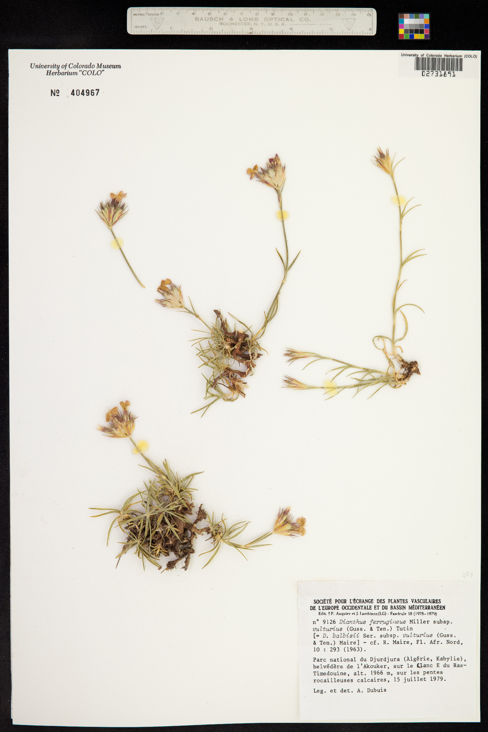 Dianthus ferrugineus image