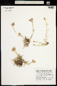 Image of Dianthus ferrugineus