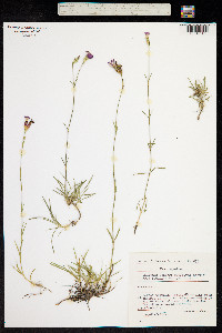Image of Dianthus henteri