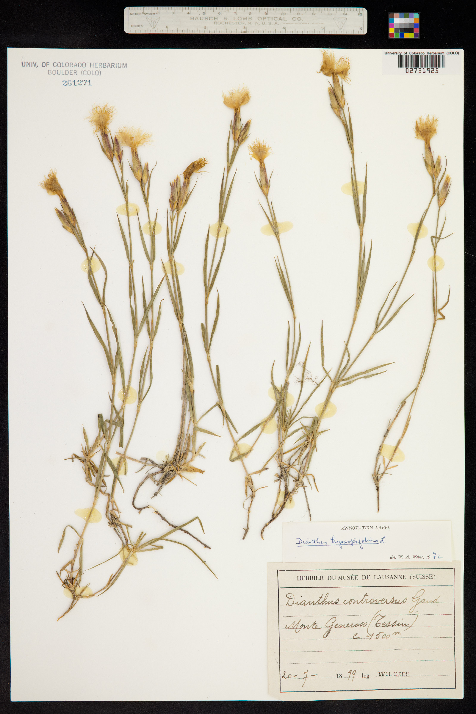 Dianthus hyssopifolius image