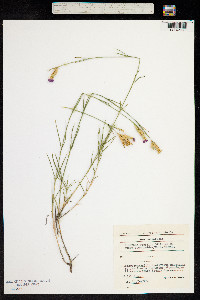 Image of Dianthus gracilis