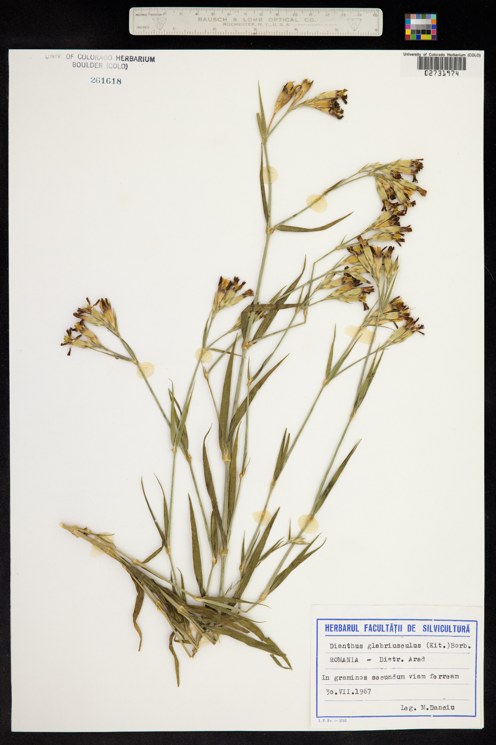 Dianthus collinus image