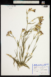 Dianthus collinus image